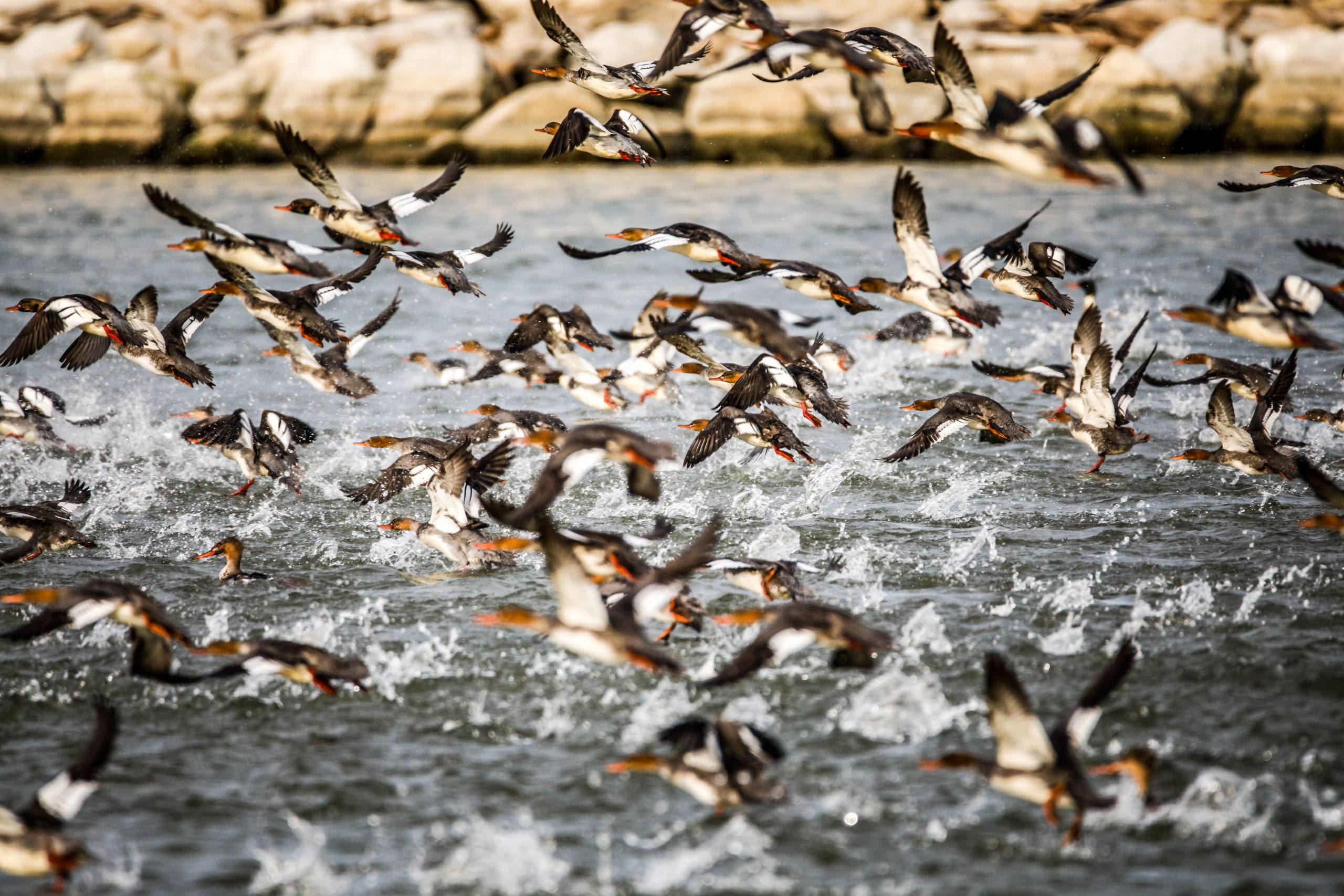 Mergansers