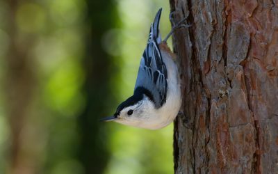 Nuthatch