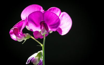 Orchidée sauvage