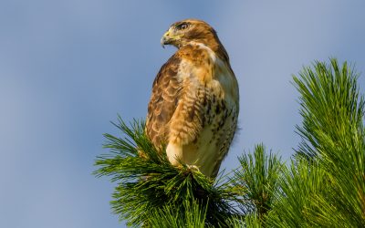 Red Tail